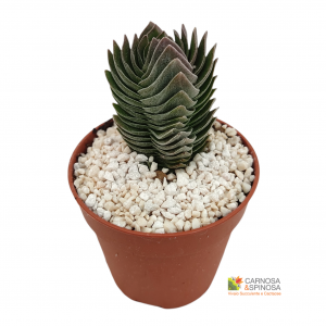 Crassula cv. Buddha's Temple