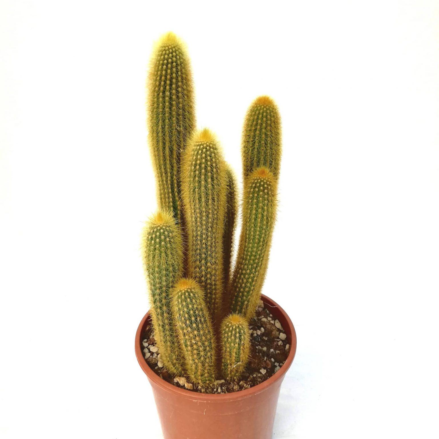 Weberocereus tunilla Carnosa & Spinosa