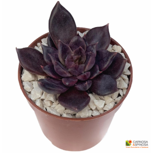 Echeveria Black Prince