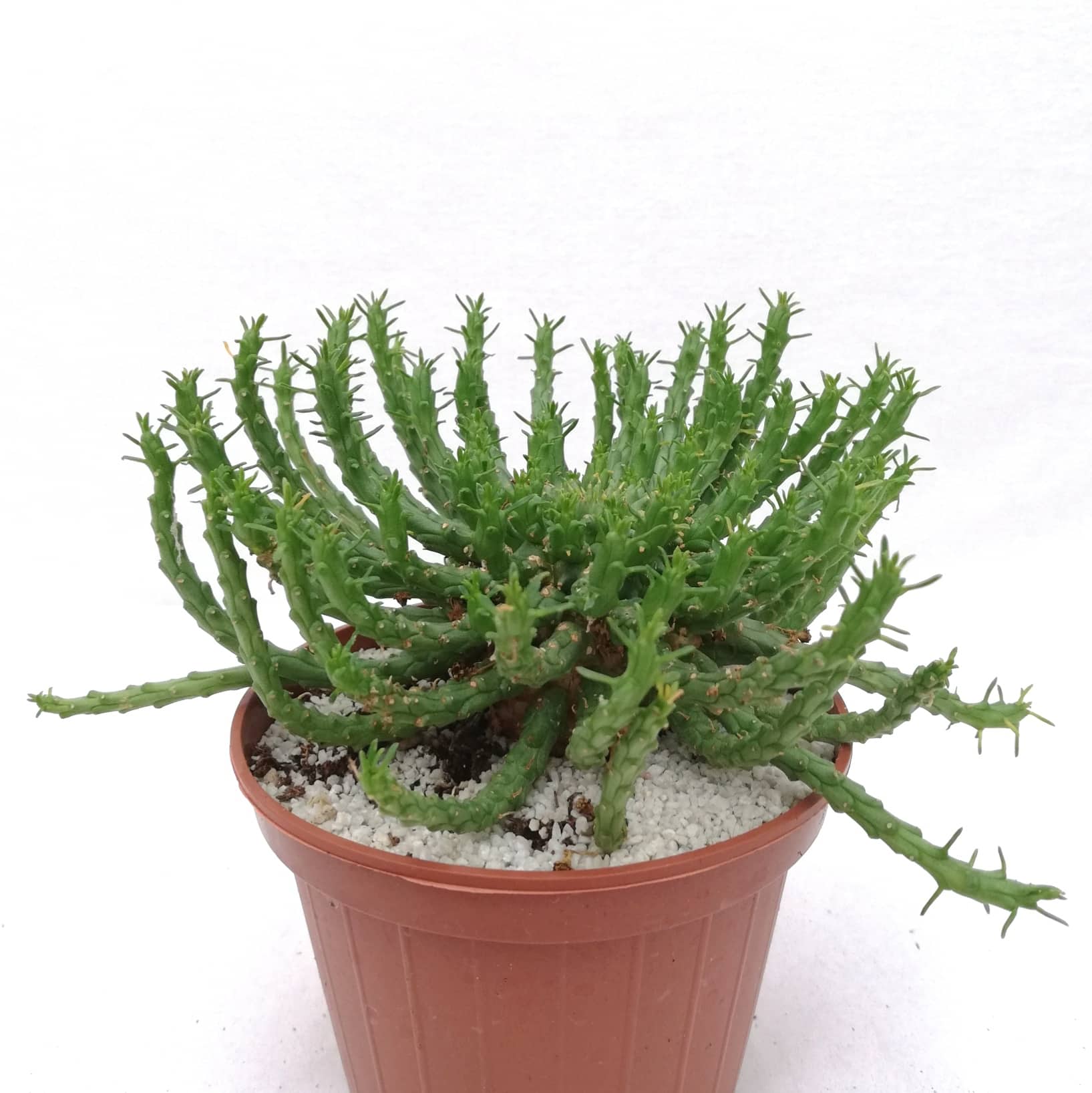 Euphorbia flanaganii Carnosa & Spinosa