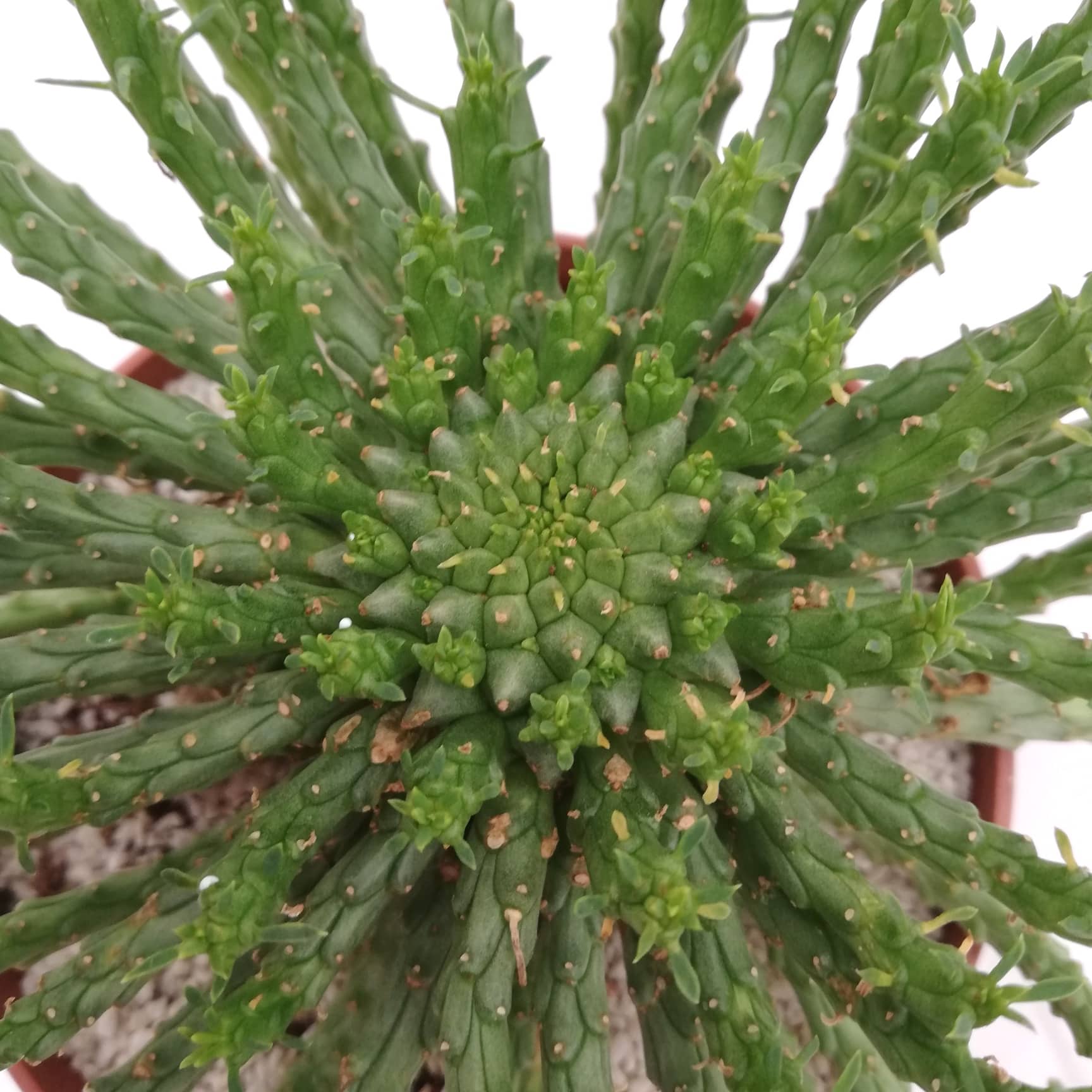 Euphorbia flanaganii Carnosa & Spinosa