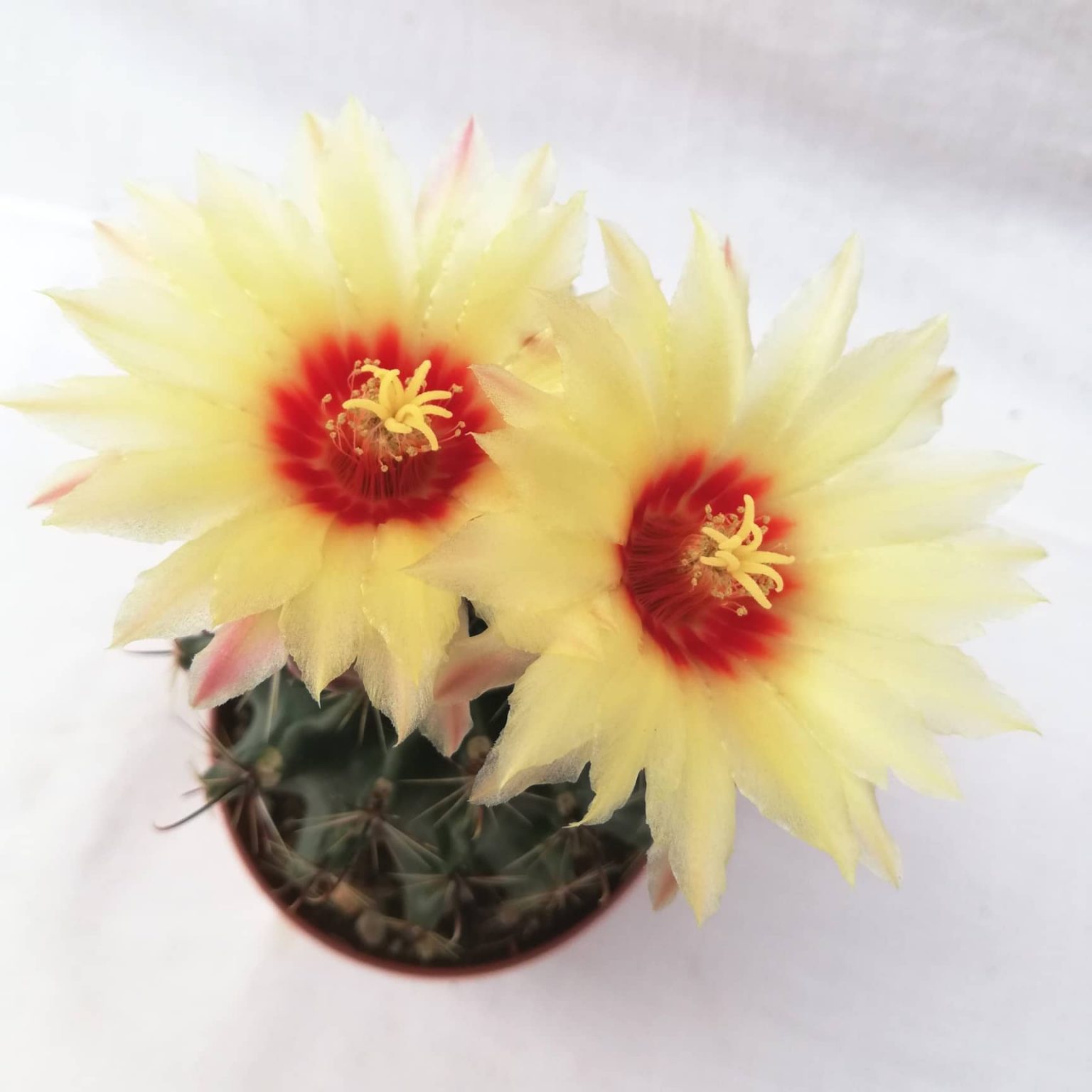 Ferocactus Hamatacanthus Carnosa Spinosa ferocactus-hamatacanthus-carnosa-spinosa