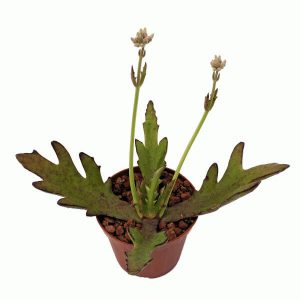 Kalanchoe synsepala dissecta