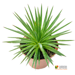 Agave Stricta var. Nana