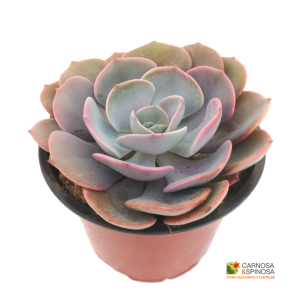 Echeveria Dusty Rose
