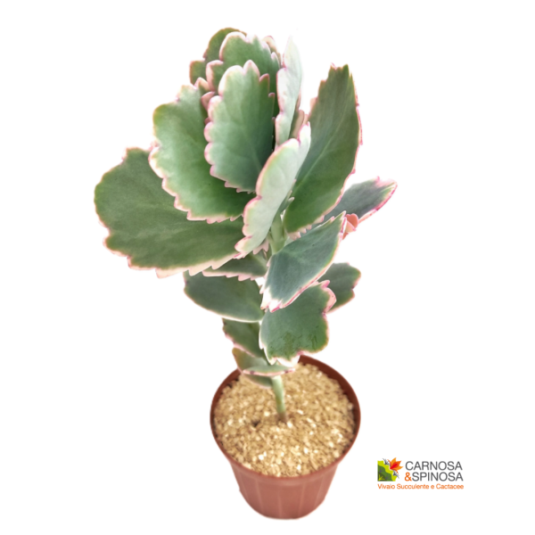 Kalanchoe Fedtschenkoi