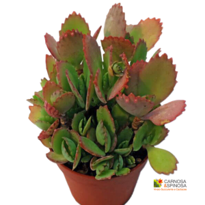 Kalanchoe Hortagei