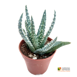 Aloe humilis