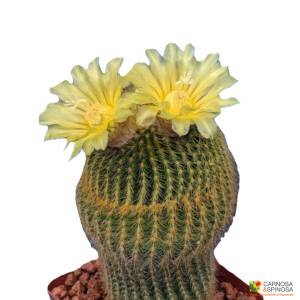 Notocactus leninghausii