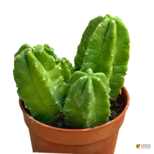 Echinocereus viereckii