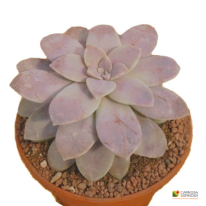 Graptopetalum superbum