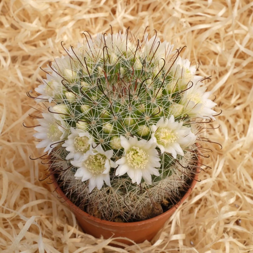 Mammillaria zeilmanniana albiflora Carnosa & Spinosa
