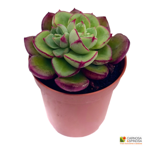 Echeveria sp. x Joan Daniel