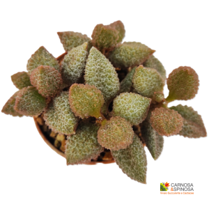 Adromischus herrei SH rust