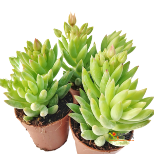 Sedum Morganianum Magnum