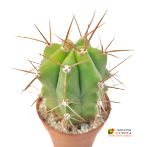 Trichocereus Terscheckii