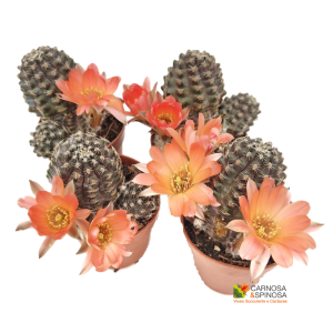 Mediolobivia Orurensis