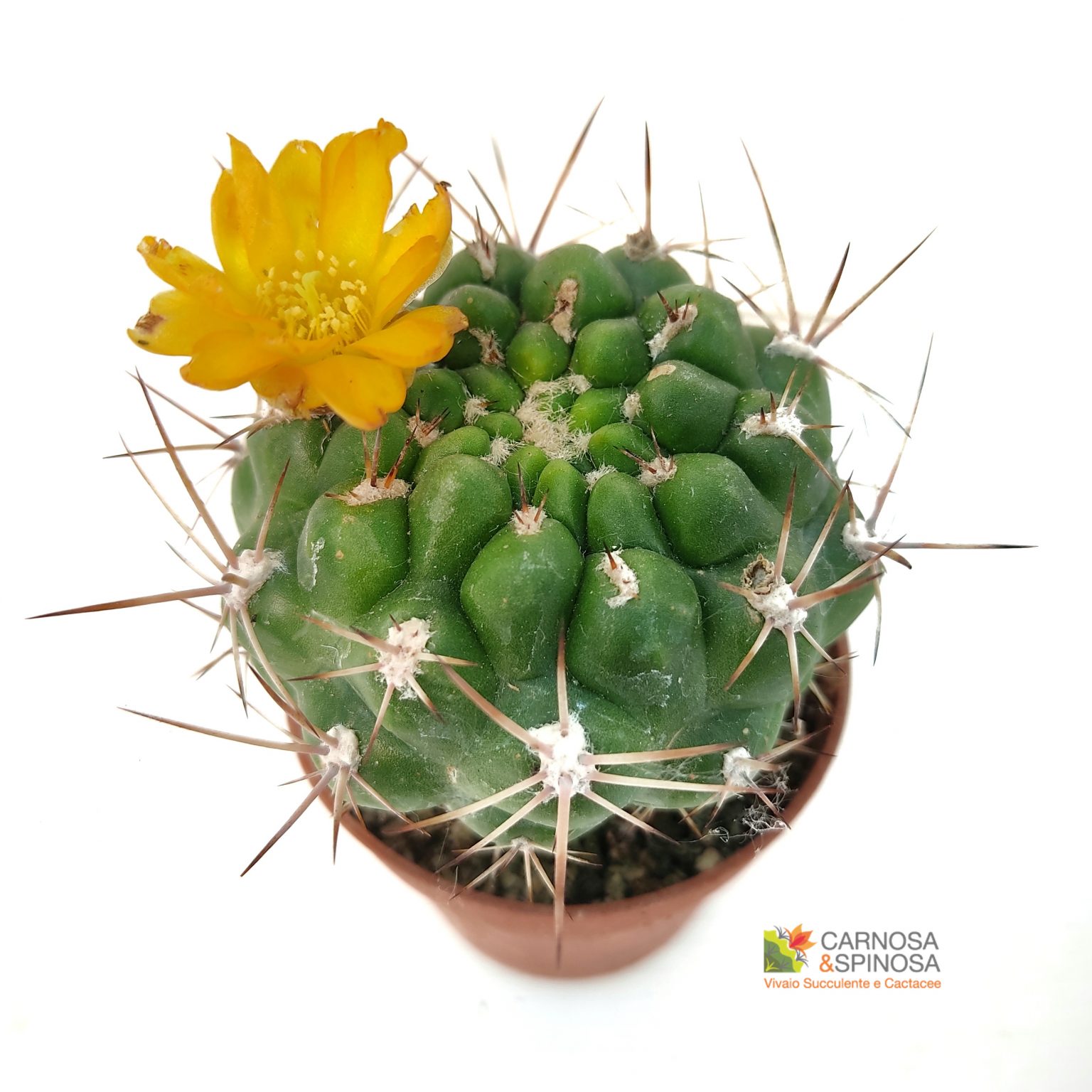 Weberocereus tunilla Carnosa & Spinosa