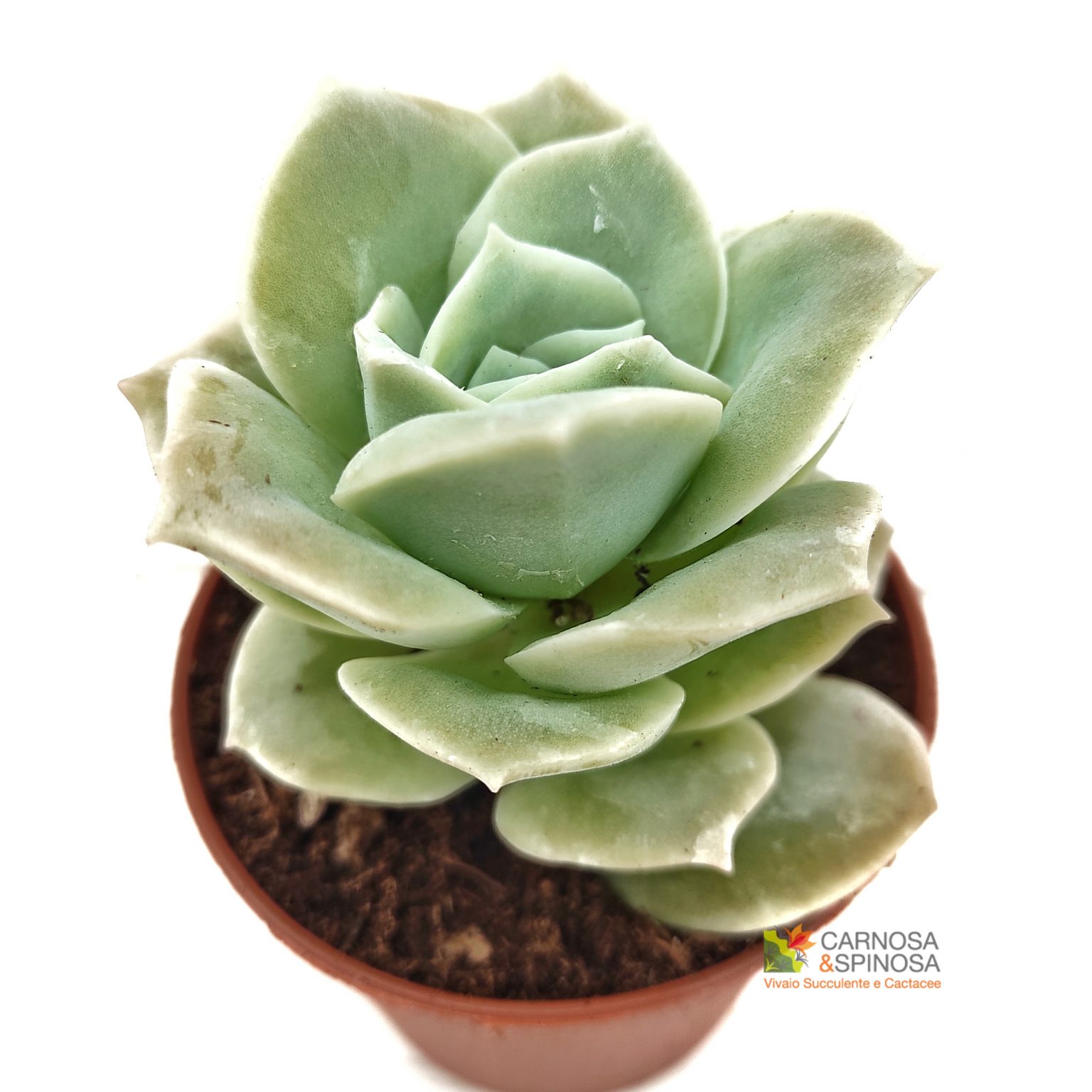 Echeveria Lovely Rose - Carnosa & Spinosa