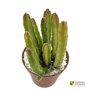 Stapelia leendertziae