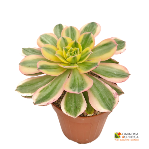 Aeonium Arboreum Variegata
