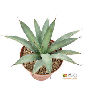 Agave Macroacantha Blue