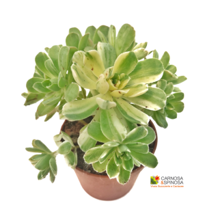 Aeonium Castello-Paivae f. Variegato