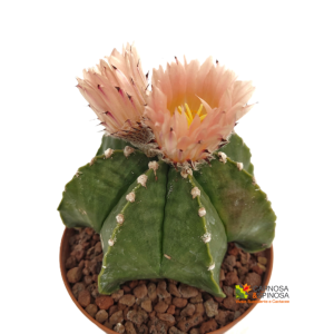 Astrophytum Myriostigma Nudum Multicostatum