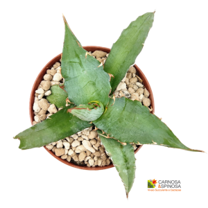 Agave Xylonacantha