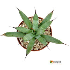 Agave Macroacantha Verde