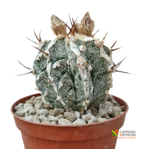 Astrophytum Ornatum cv. Hannya Fukuryu Dinosaur