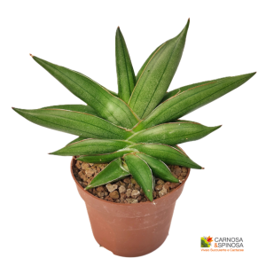 Sansevieria Almond Jade