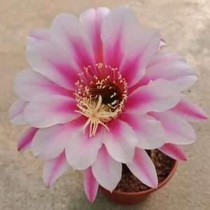 TR-02. Trichocereus hybrid