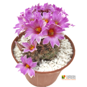 Mammillaria Schumannii