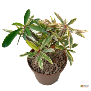 Euphorbia Milii Variegata Ramificata