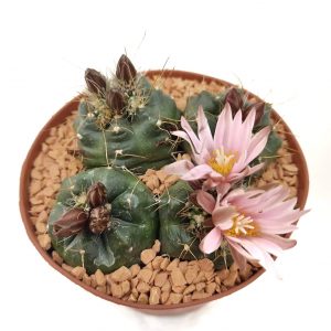 Echinocereus Knippelianus