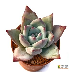 Echeveria Colorata f. Tapalpa