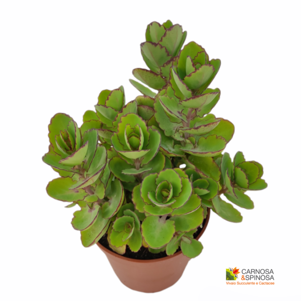 Kalanchoe Laxiflora var. Violacea