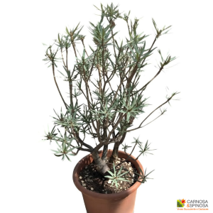 Euphorbia Balsamifera