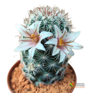 Mammillaria Hutchisoniana subs. Louisae