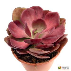 Echeveria Goiabinha
