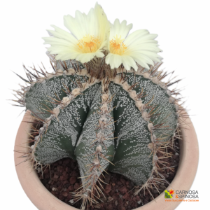 Astrophytum ornatum