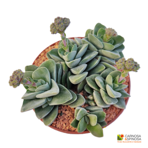 Crassula cv. Coralita