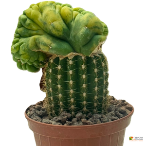 Trichocereus San Pedro Crestato Variegato (innesto)