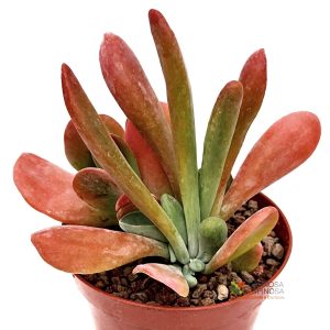 Kalanchoe Thyrsiflora Oricola