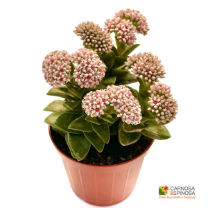 Crassula Springtime