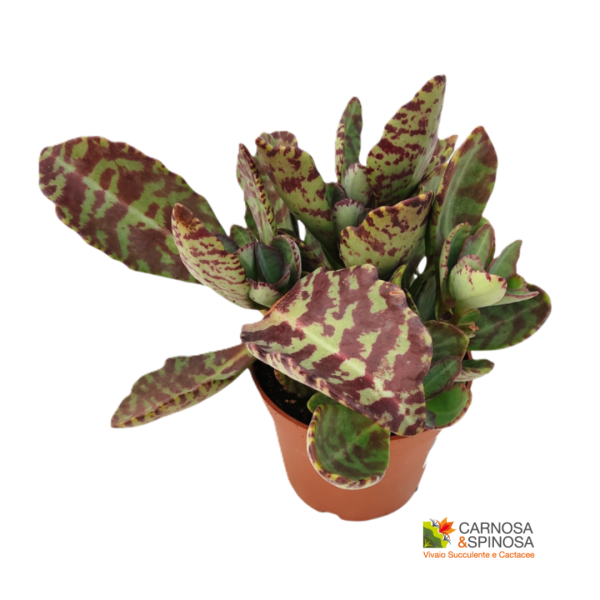 Kalanchoe Humilis