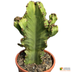 Euphorbia Ingens