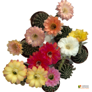 Echinopsis Hybrid