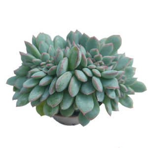 Echeveria Apus Crestata